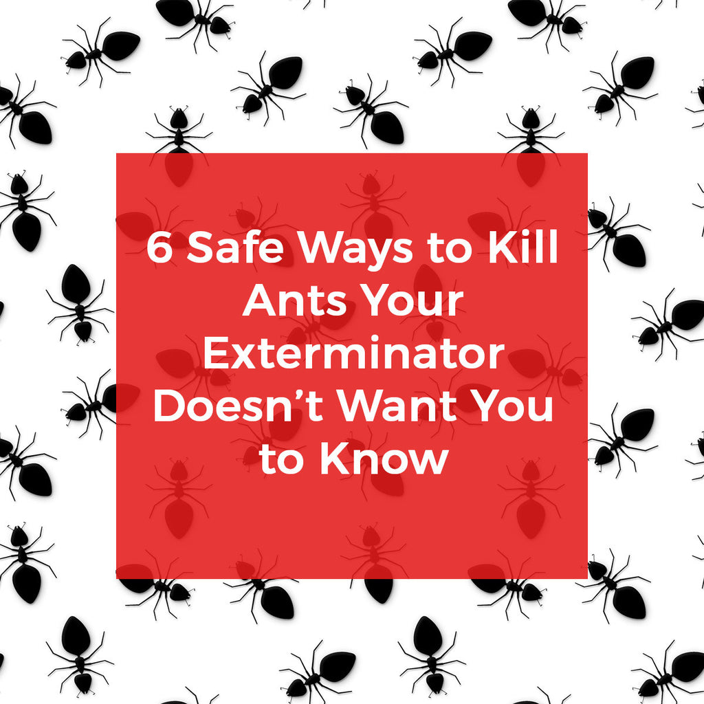 6 Safe Ways to Kill Ants your Exterminator Doesn't Want you to Know