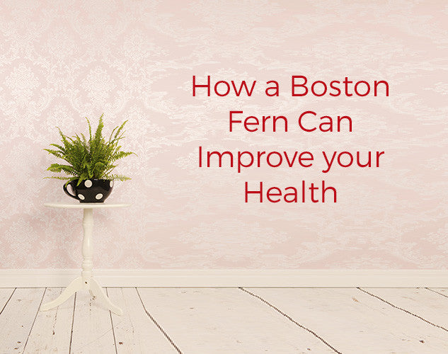 How a Boston Fern Can Improve Your Health