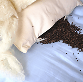 100% Natural Buck-Wool Standard Pillow with Organic Cotton Cover - PureLivingSpace.com